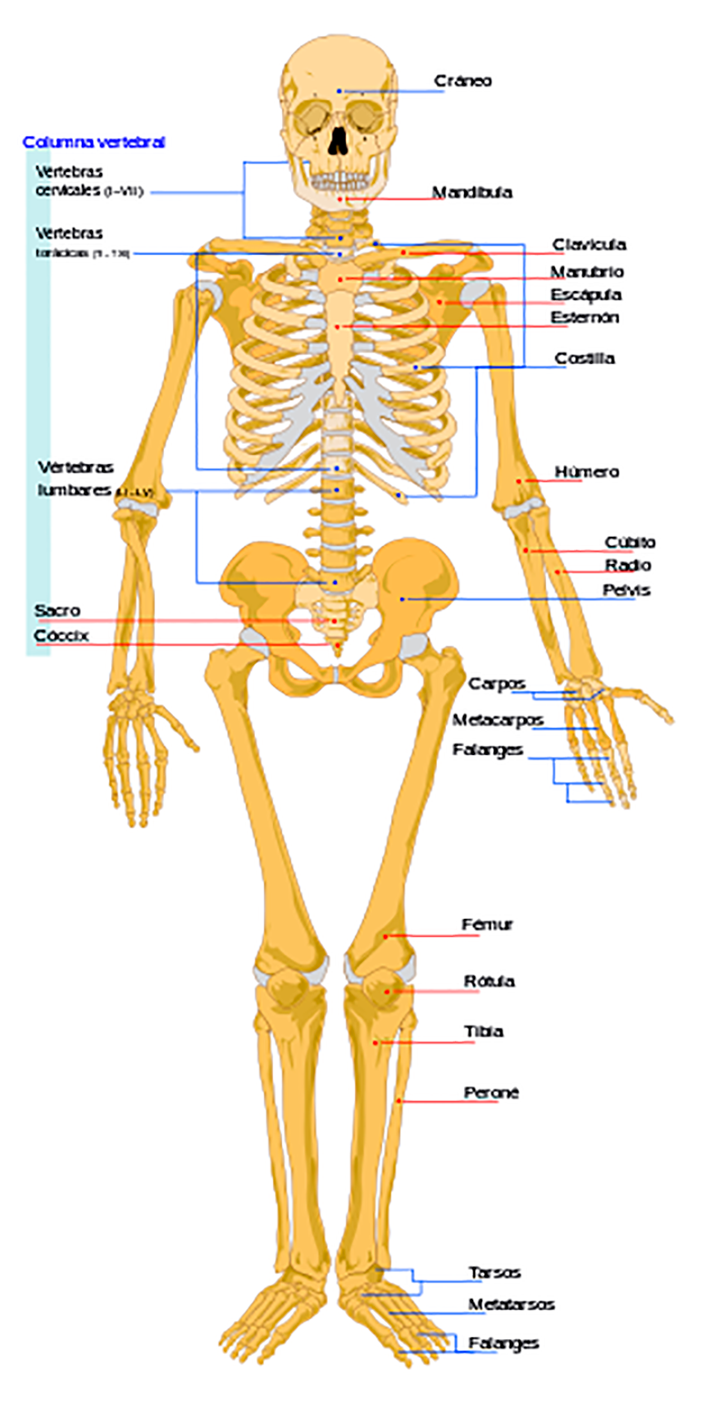 Esqueleto humano y sus partes juniper network configuration examples