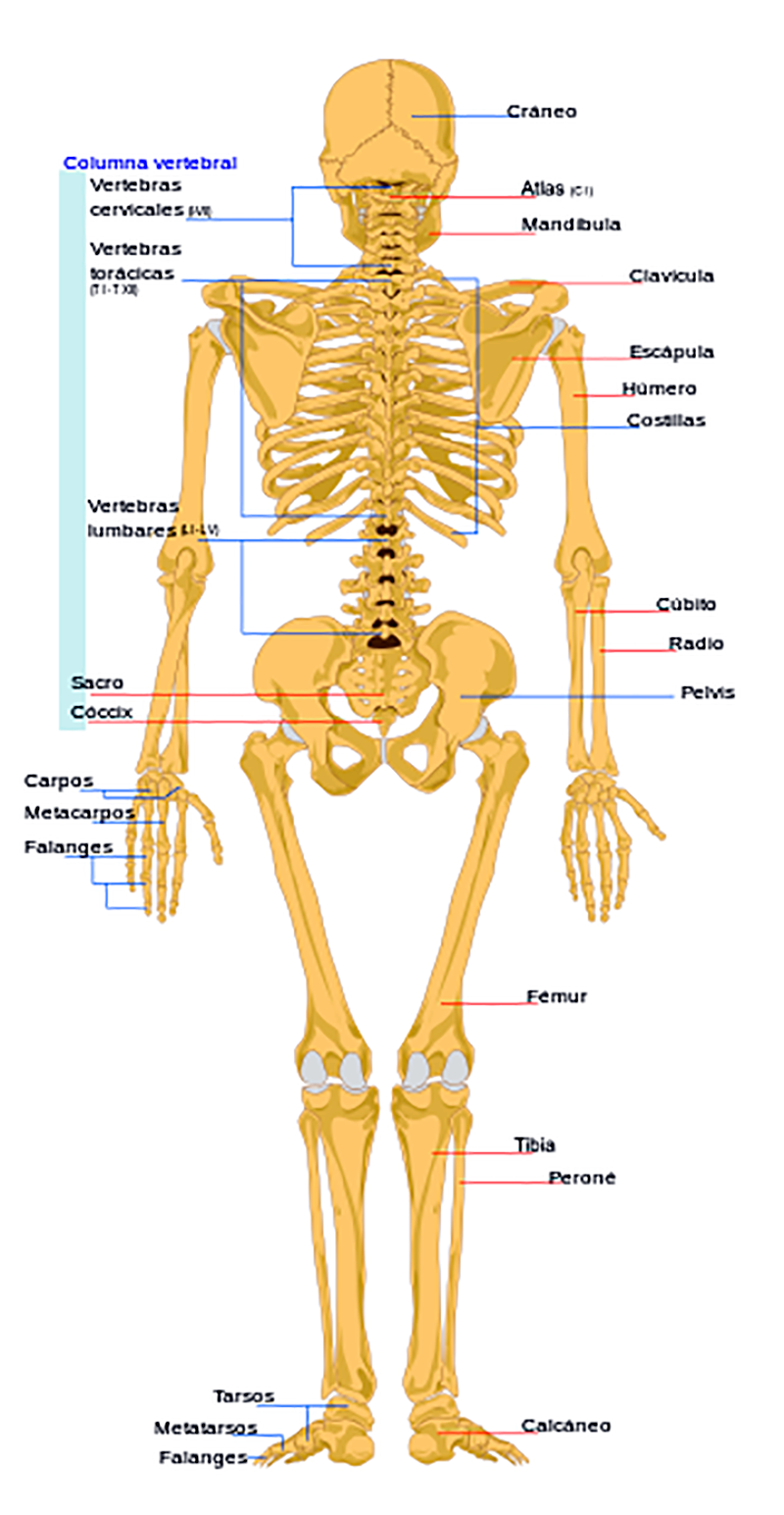 nombres de todos los huesos del cuerpo humano