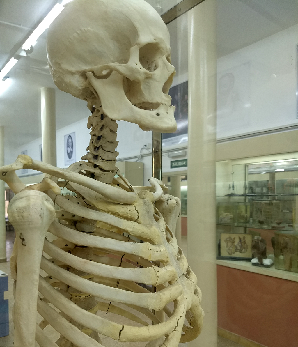 insondable esquema tenga en cuenta EL Esqueleto Humano | Museo Anatómico Ara